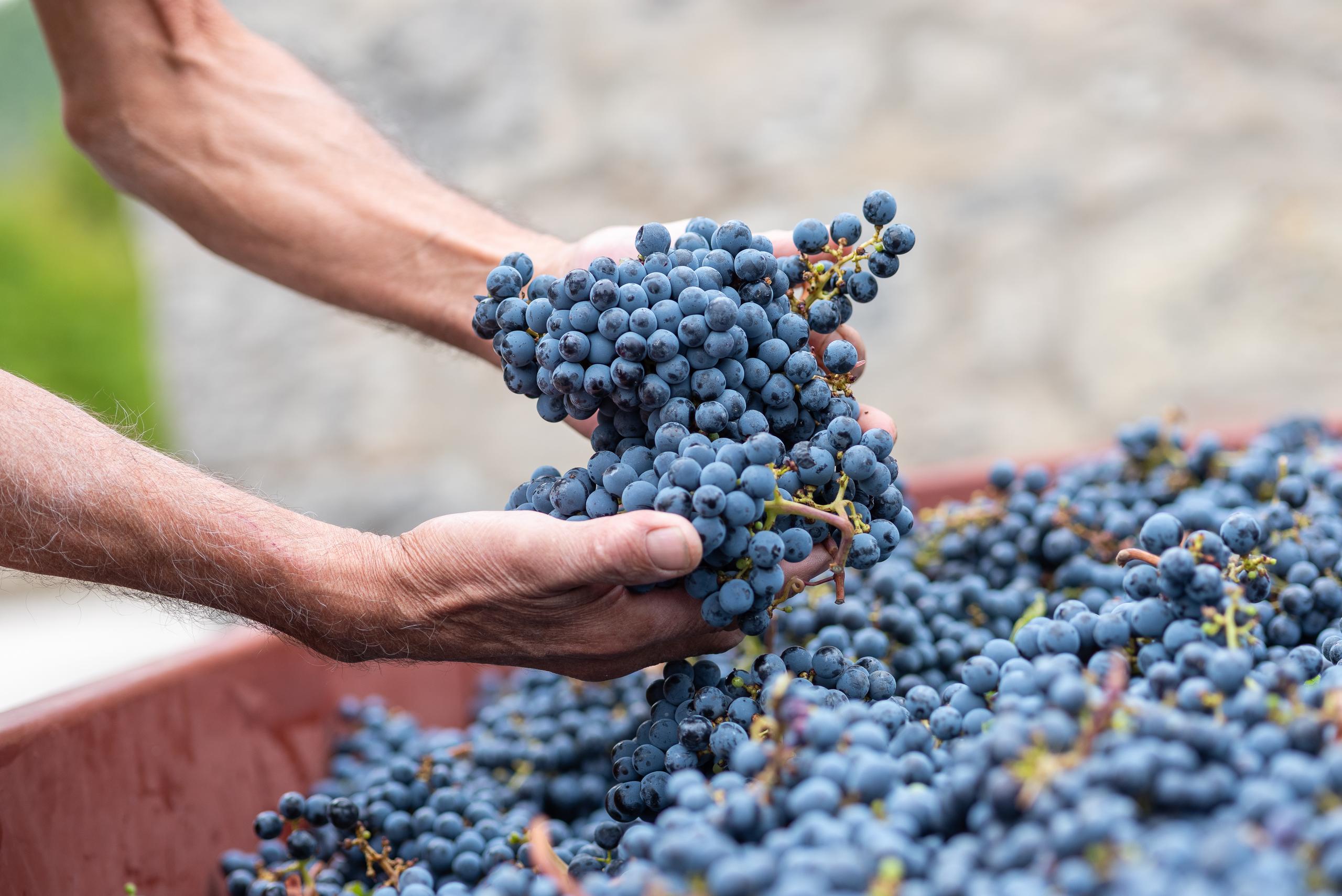 assets/uploads/vendemmia/dsc-6032.jpg
